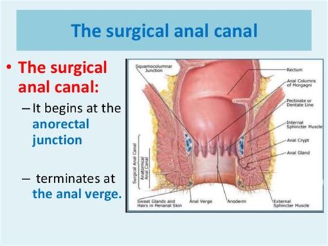 surgical anatomy anal canal