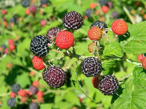 图片素材 厂 水果 浆果 花 夏季 餐饮 红 收成 生产 宏 甜点 黑莓 维他命 营养 亮 素食主义者