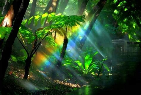 Pin By Dipsey Doodle On Natures Miracles Rainforest Nature Scenes