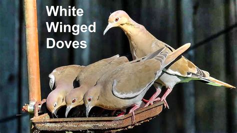 White Winged Dove Flock Youtube