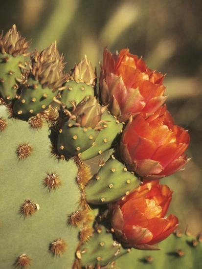Prickly Pear Cactus In Bloom Arizona Sonora Desert Museum