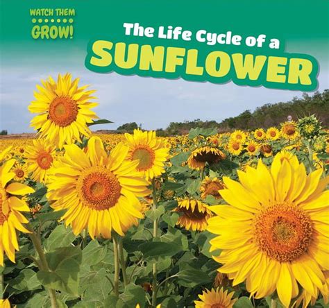 Watch Them Grow The Life Cycle Of A Sunflower Hardcover Walmart Com