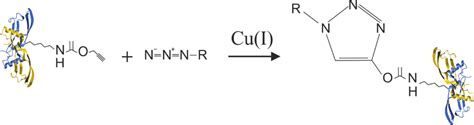 Copper Catalyzed Alkyne Azide Cycloaddition Scheme Of The Reaction