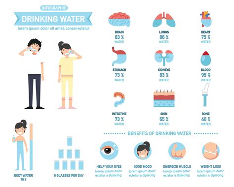 Beneficios Del Agua Potable Infografia Agua Corporal Vector Images