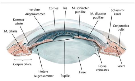 Abbildung 3 Lage Von Iris Inneren Augenmuskeln M Ciliaris M