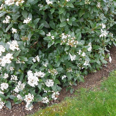 We did not find results for: Viburnum tinus hedge plants | Viburnum tinus 'Eve Price ...