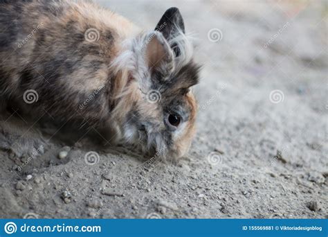 Cute Pet Dwarf Rabbit Digging Outdoors Stock Image Image Of Paws