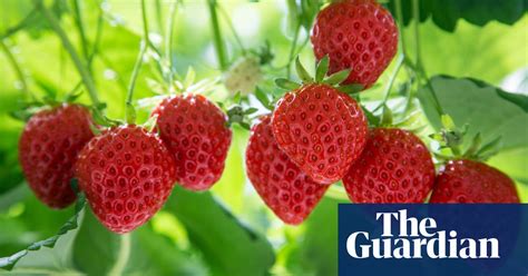 Gardening Tips Pick A Sunny Spot For Strawberries Gardens The Guardian