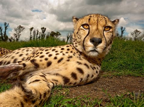 Beautiful Dangerous Wild Animals Pets Of Africa The Best