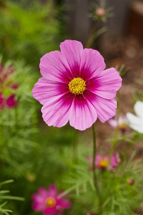 Cosmos Radiance Flower X 50 Seeds Veggie And Flower Garden Seeds