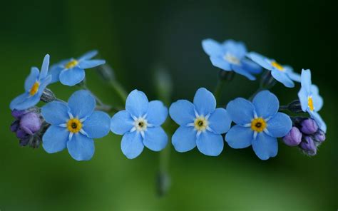 Forget Me Not Hd Wallpaper Background Image 1920x1200 Id115108