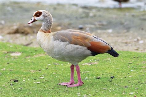 Guide To Britains Geese Species How To Identify Migration And Where