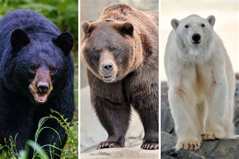 3 Types Of Bears In North America Pictures Wildlife Informer