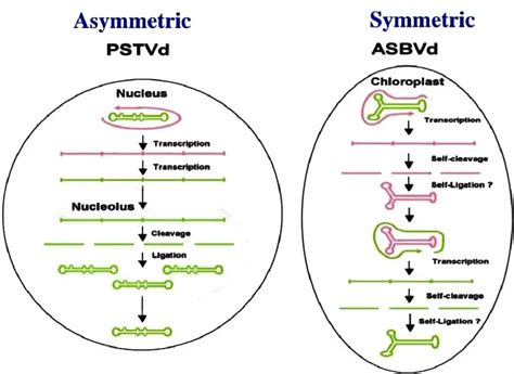 Viroids Characteristics Structure Types And Replication ~ Biotechfront