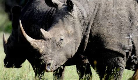 Rhino Horn Trade The Great Unknowns Iwb