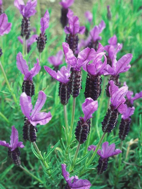 Types Of Lavender Bushes Lavender Plant