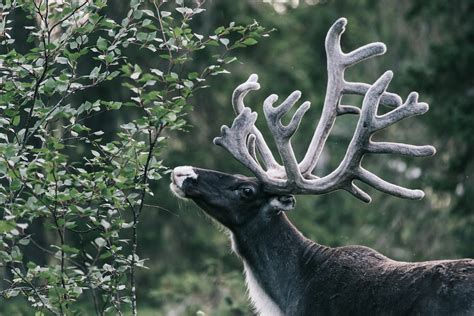 Arctic Wildlife The Animals Of Lapland Visit Finnish Lapland