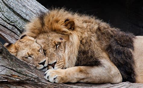 Lion And Lioness Lion Pictures Lion Love Animals Beautiful