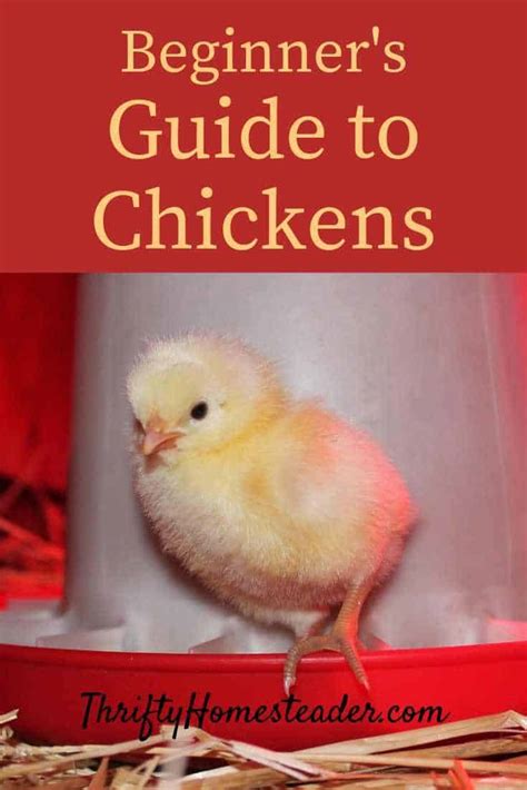 A Beginners Guide To Chickens