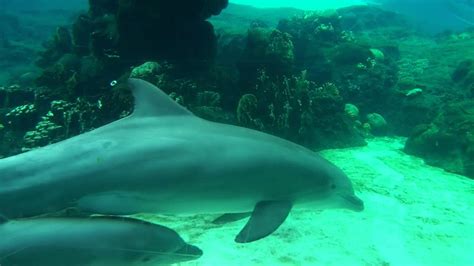 Dolphin Cove At Seaworld Orlando Youtube