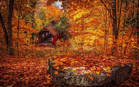 Download Wallpaper 2560x1600 Structure Autumn Foliage Widescreen 16