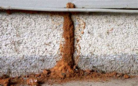 What Are Termite Mud Tubes And What Do They Look Like Pest Aid
