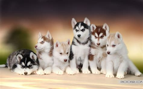 Free Download Baby Husky Wallpaper Hd Photography Dogs Husky 1024x640