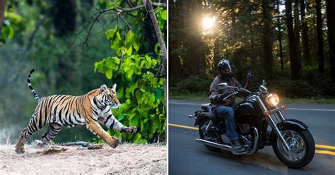Viral Video Shows Huge Tiger Chasing Man On Motorbike People Make