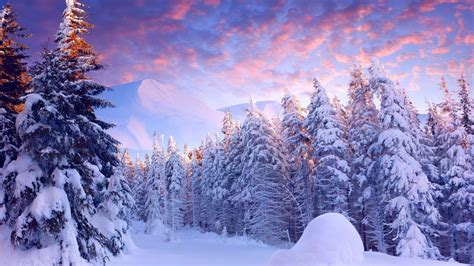Winter Sunset Over Snowy Forest Phone Wallpapers