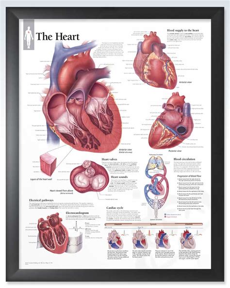 The Heart Exam Room Anatomy Poster Clinicalposters