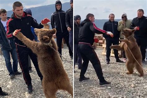 Watch As Ufc Star Khabib Wrestles With Old Friend Bear He Used To