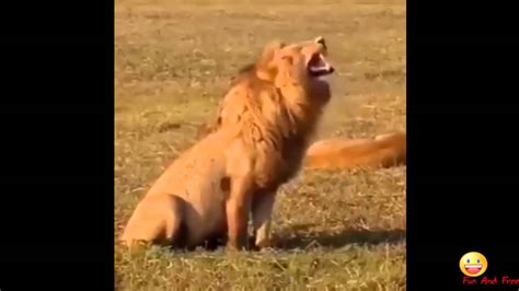 Lion Laughs Hahaha Youtube