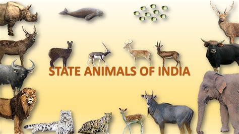 State Animals Of India 🇮🇳 Animals Indian Animals Youtube