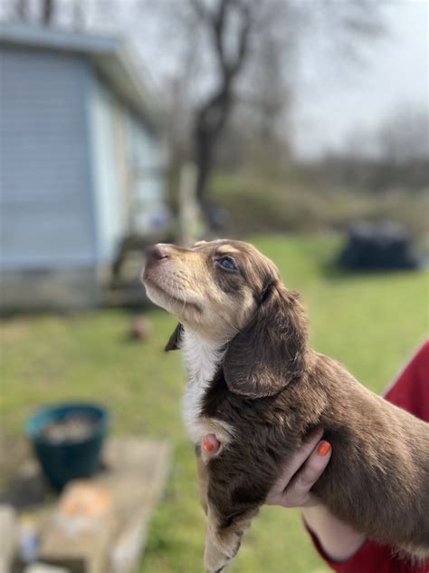 Dachshund Puppies For Sale Dover Oh 509186 Petzlover
