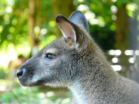Free Images Animal Wildlife Zoo Fur Mammal Fauna Kangaroo