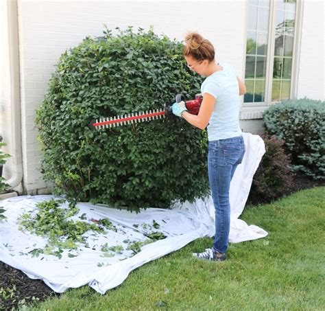 How To Cut Trim Hedges Bushes Shrubs Properly Techniques For Round Ball