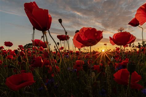 4k Fields Scenery Sunrises And Sunsets Camomiles Poppies Clouds