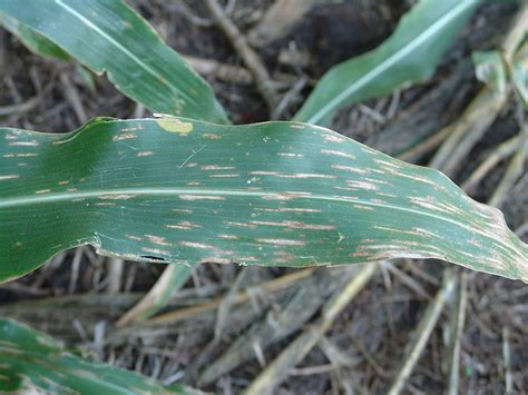Gray Leaf Spot Threatening Nebraska Corn Yield