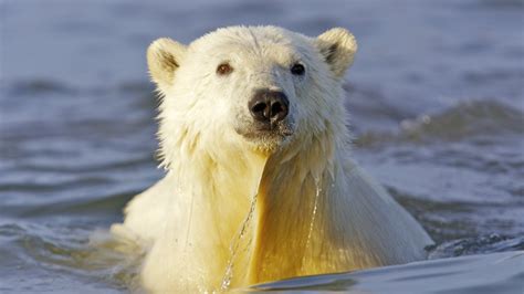 Animals Alaska Polar Bears Wallpapers Hd Desktop And Mobile