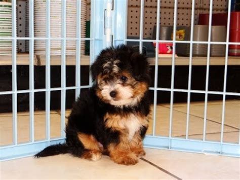 Free puppies in columbia sc. Yorkie Ton, Puppies, Dogs, For Sale, In Columbia, South Carolina, SC, Mount Pleasant, Sumter ...
