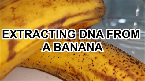 Banana Dna Extraction Diy Youtube