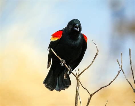Red Winged Blackbird — Southern Wisconsin Bird Alliance