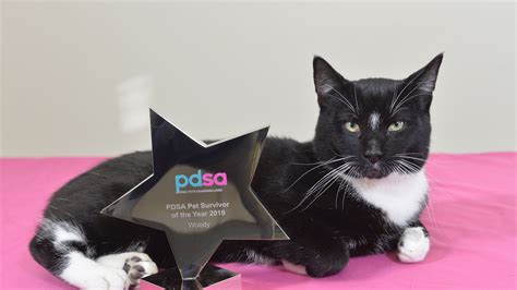 ‘miracle Kitten Wins Pdsa Pet Survivor Of The Year Award Bt