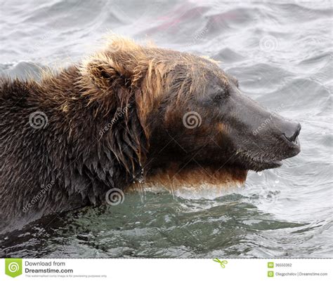 Portrait Of Kamchatka Brown Bear In Aqueous Interior Stock Photo