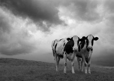 two cows on a hillside in black and white affiliate hillside cows white black ad