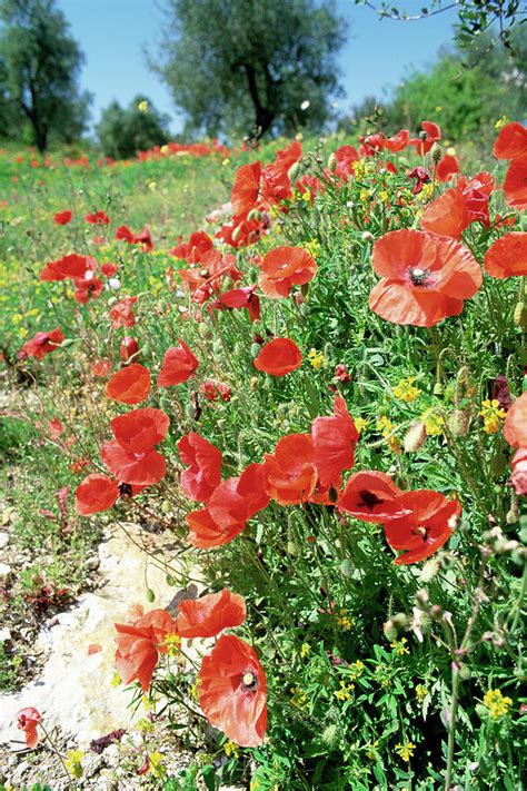 Field Poppies Photograph By Paul Harcourt Daviesscience Photo Library