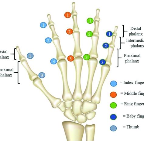 The Anatomy Of The Human Right Hand 1 Distal Interphalangeal 2
