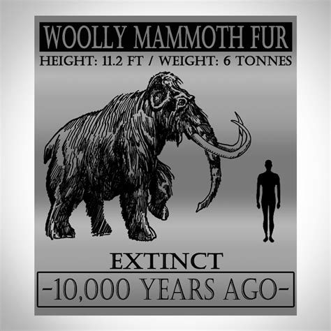 Woolly Mammoth Authentic Hairfur Museum Display Rare T Touch Of