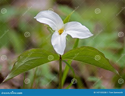 White Trillium In Full Bloom In Springtime Stock Photo Image Of Bunch