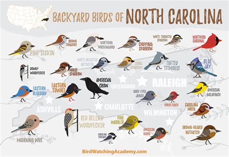 Backyard Birds Of North Carolina Bird Watching Academy